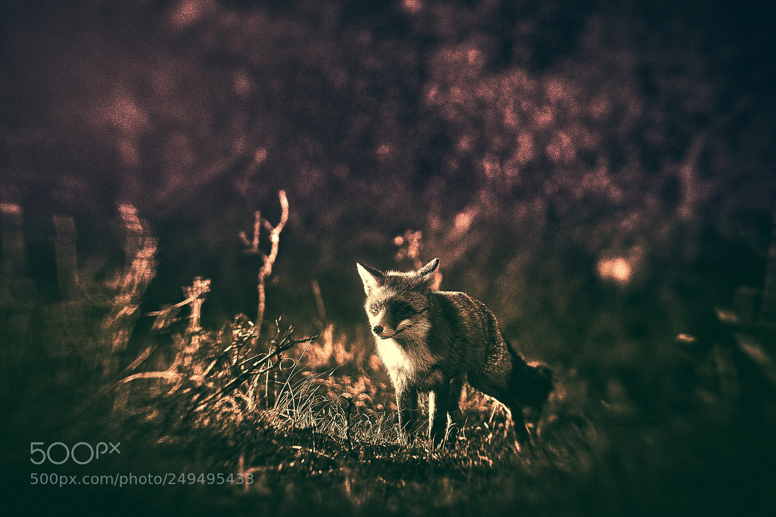 Sony a7R III sample photo. Fox (v-4-4) : purple-gold-night photography