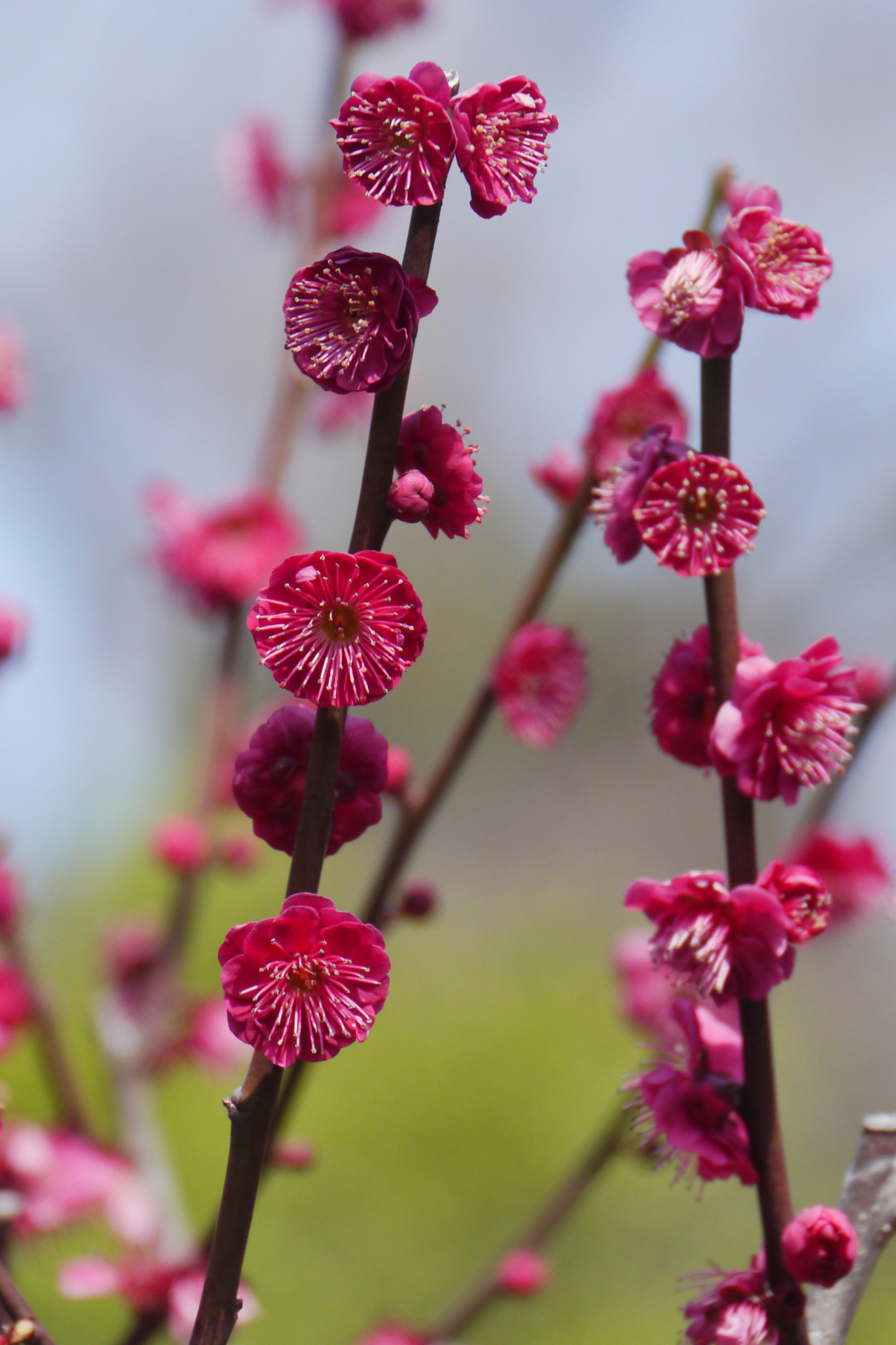 Panasonic Lumix DMC-GX1 sample photo. Spring in kyoto photography