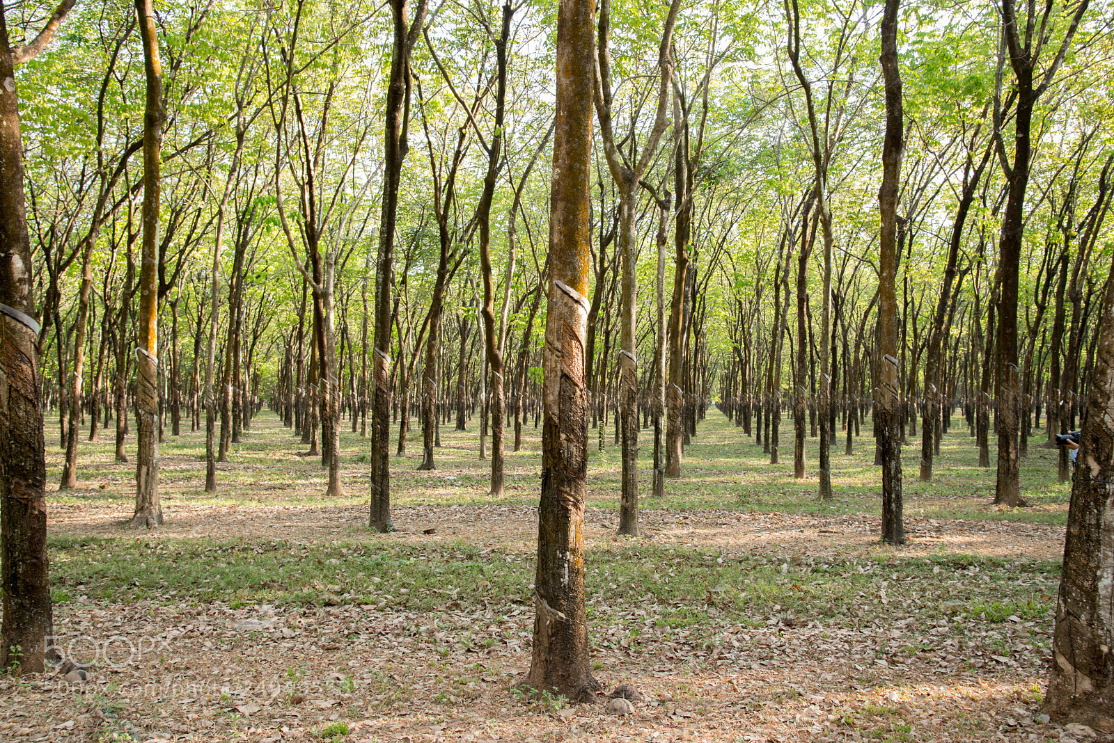 Nikon D610 sample photo. Vietnam rubber plantation 2 photography