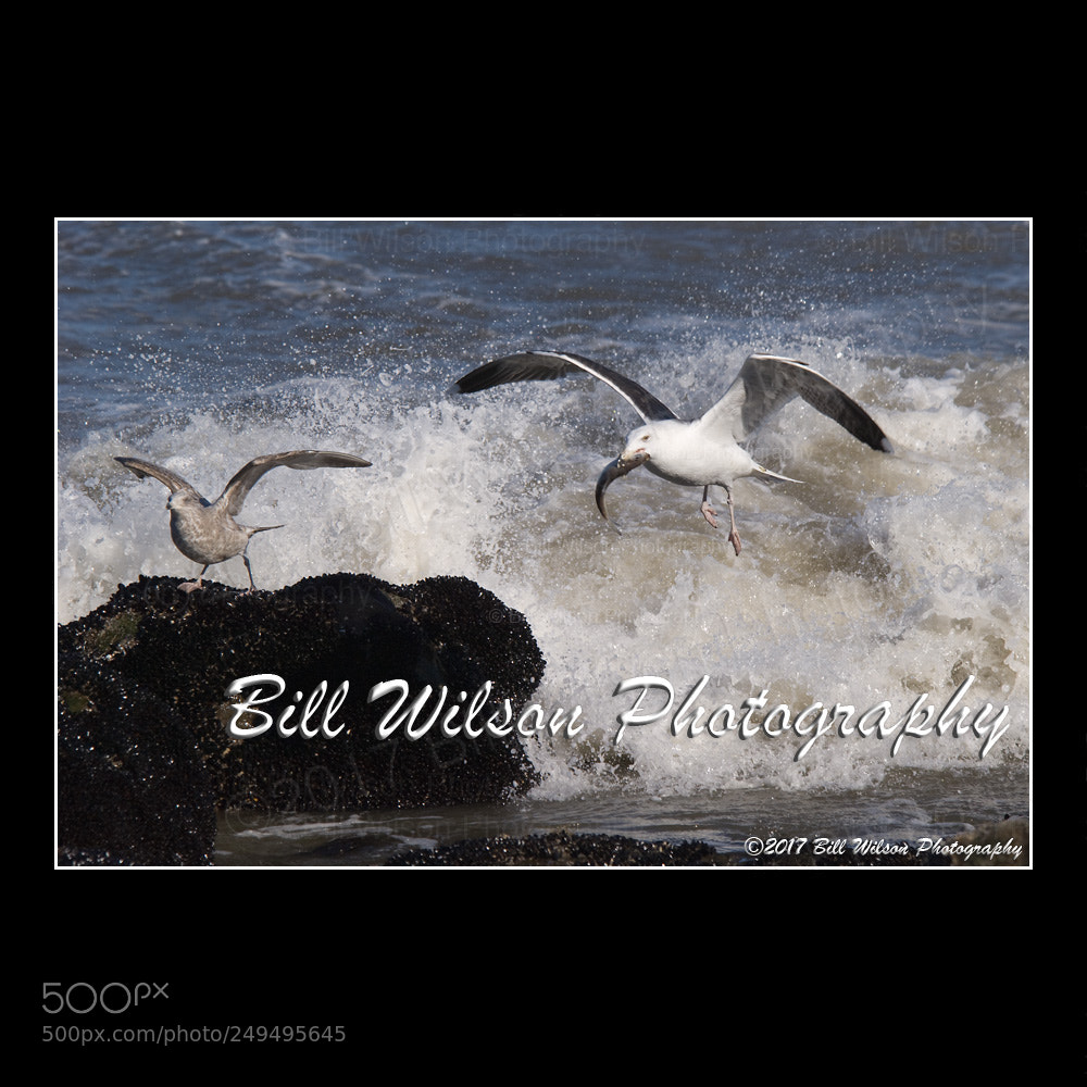 Nikon D2X sample photo. Gull with fish flight photography