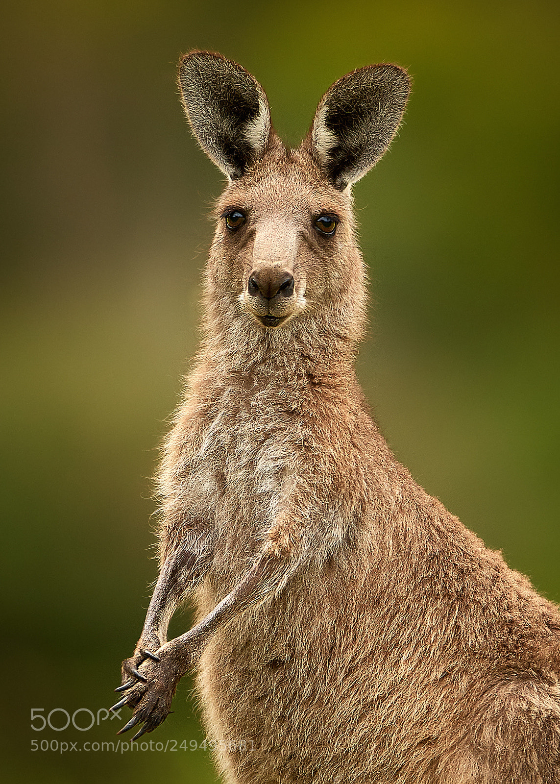 Nikon D500 sample photo. Converted kangaroo photography