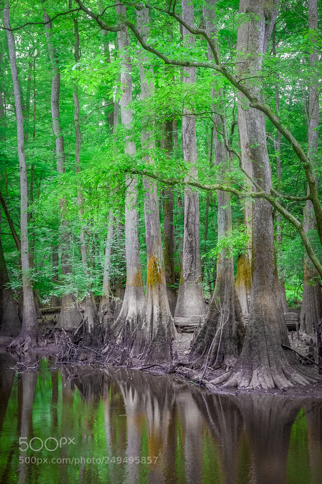 Fujifilm X-T1 sample photo. Congaree national park photography