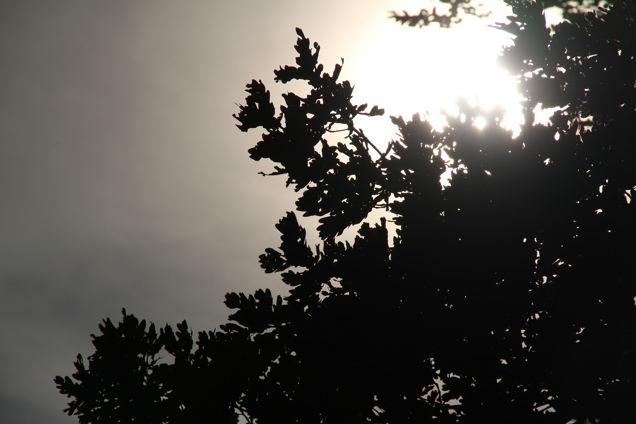 Canon EOS 550D (EOS Rebel T2i / EOS Kiss X4) sample photo. Tree against the sun photography