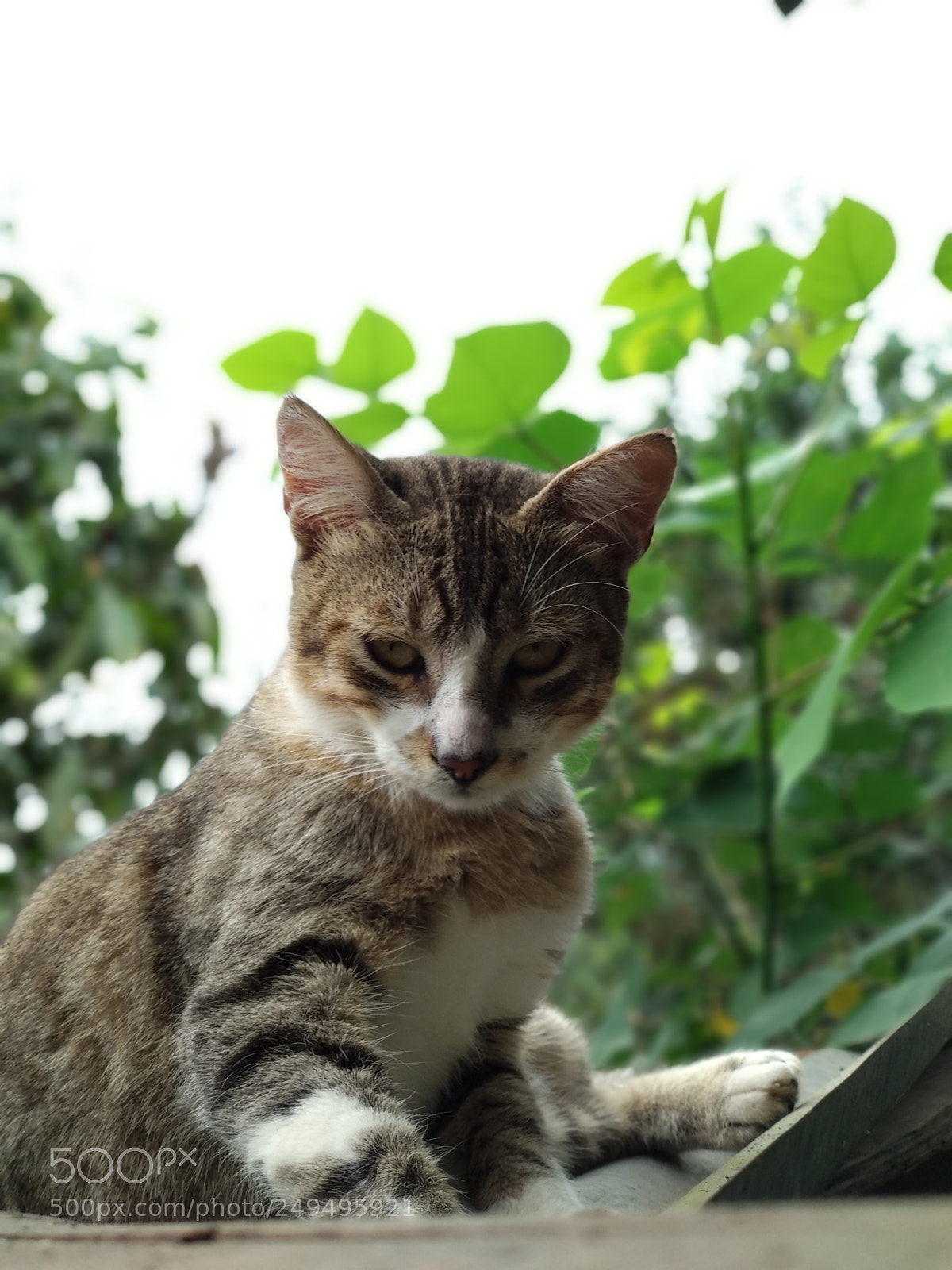 Xiaomi Mi A1 sample photo. My cat photography