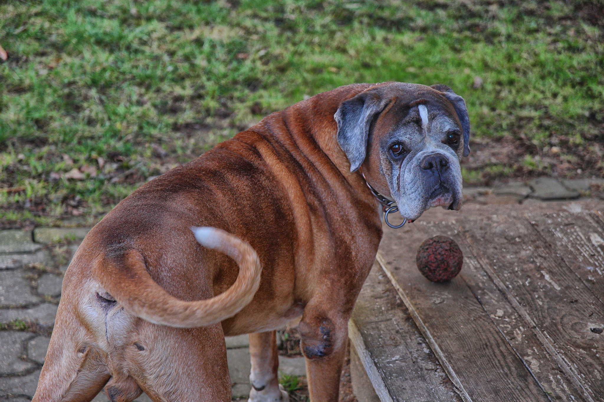 Sigma 17-70mm F2.8-4 DC Macro OS HSM sample photo. Come play with me photography
