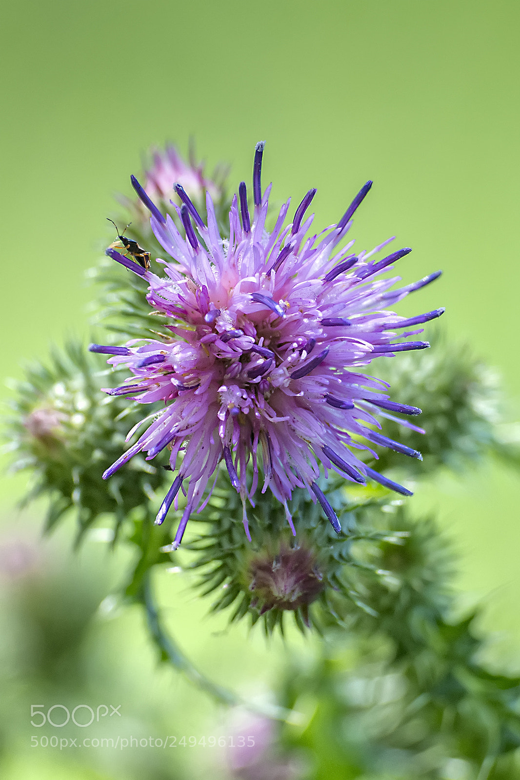 Nikon D5200 sample photo. Flower #80 photography