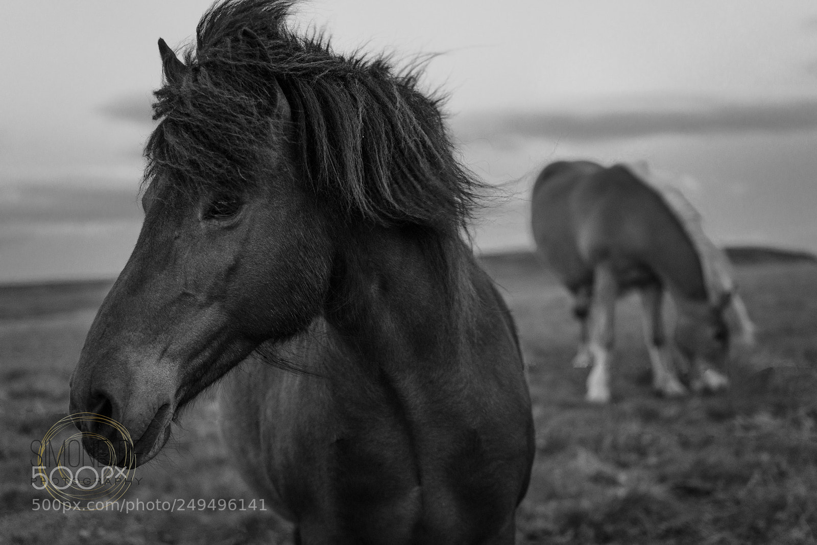Sony a7R II sample photo. Icelandic horses photography