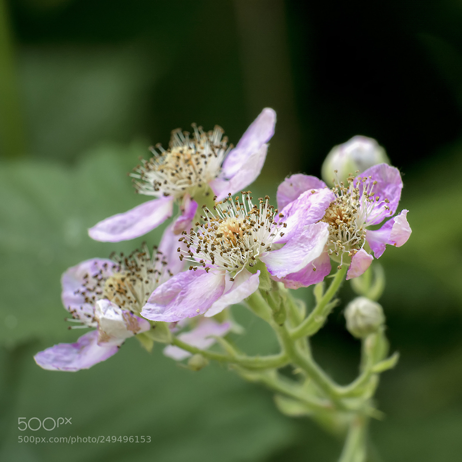 Nikon D5200 sample photo. Flower #81 photography
