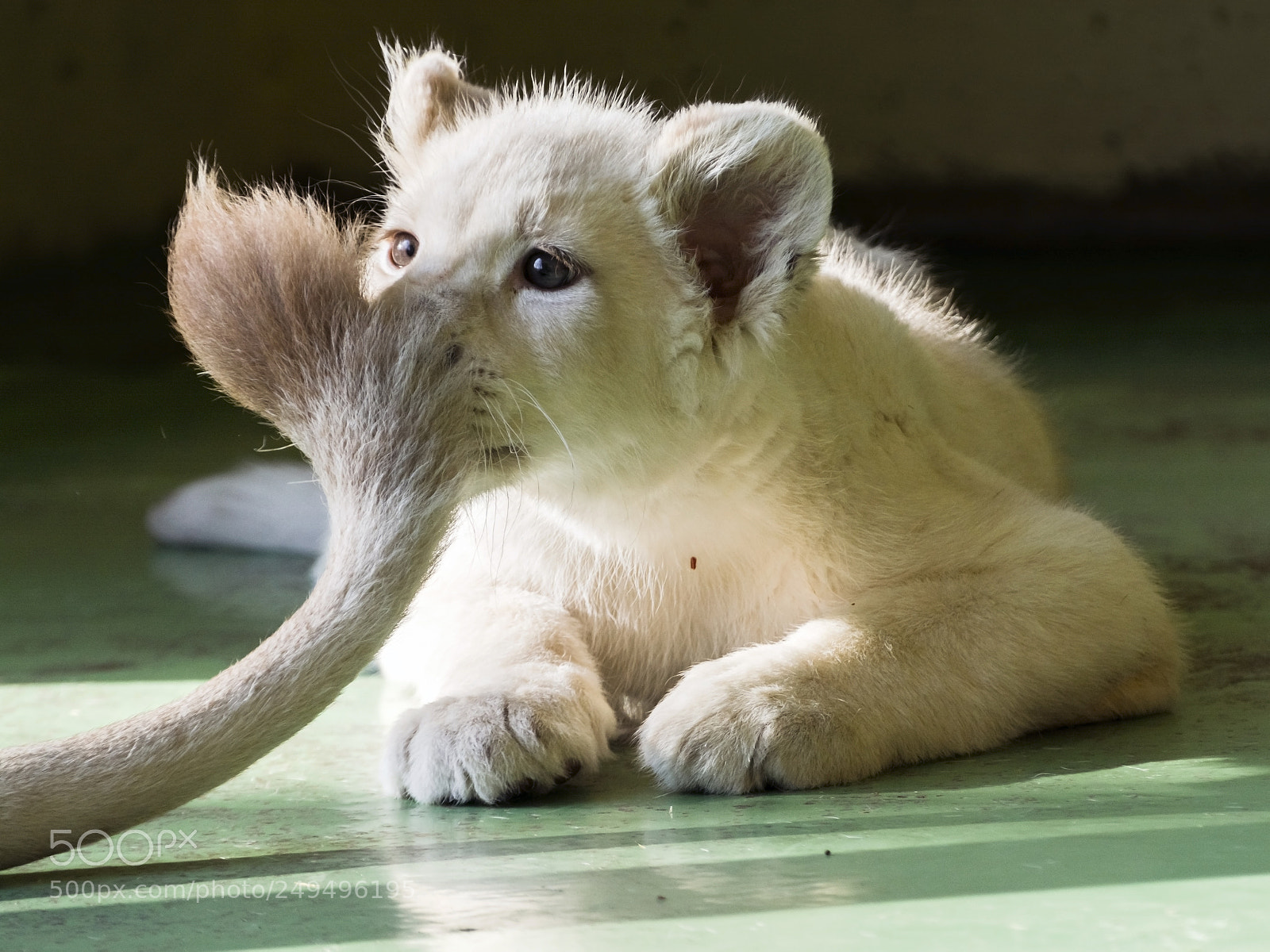 Nikon D7100 sample photo. Tail tale photography