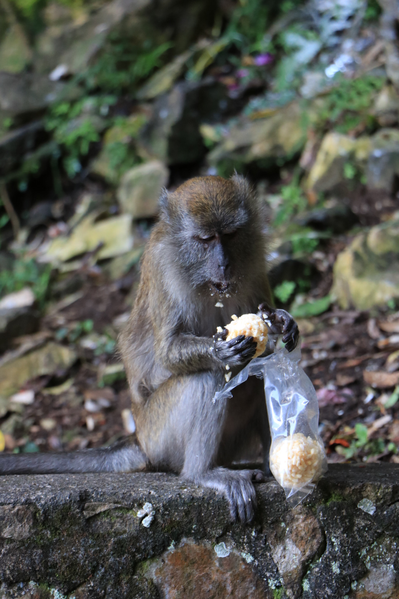 Canon EOS 760D (EOS Rebel T6s / EOS 8000D) + Canon EF-S 18-135mm F3.5-5.6 IS STM sample photo. Snack thief lol photography