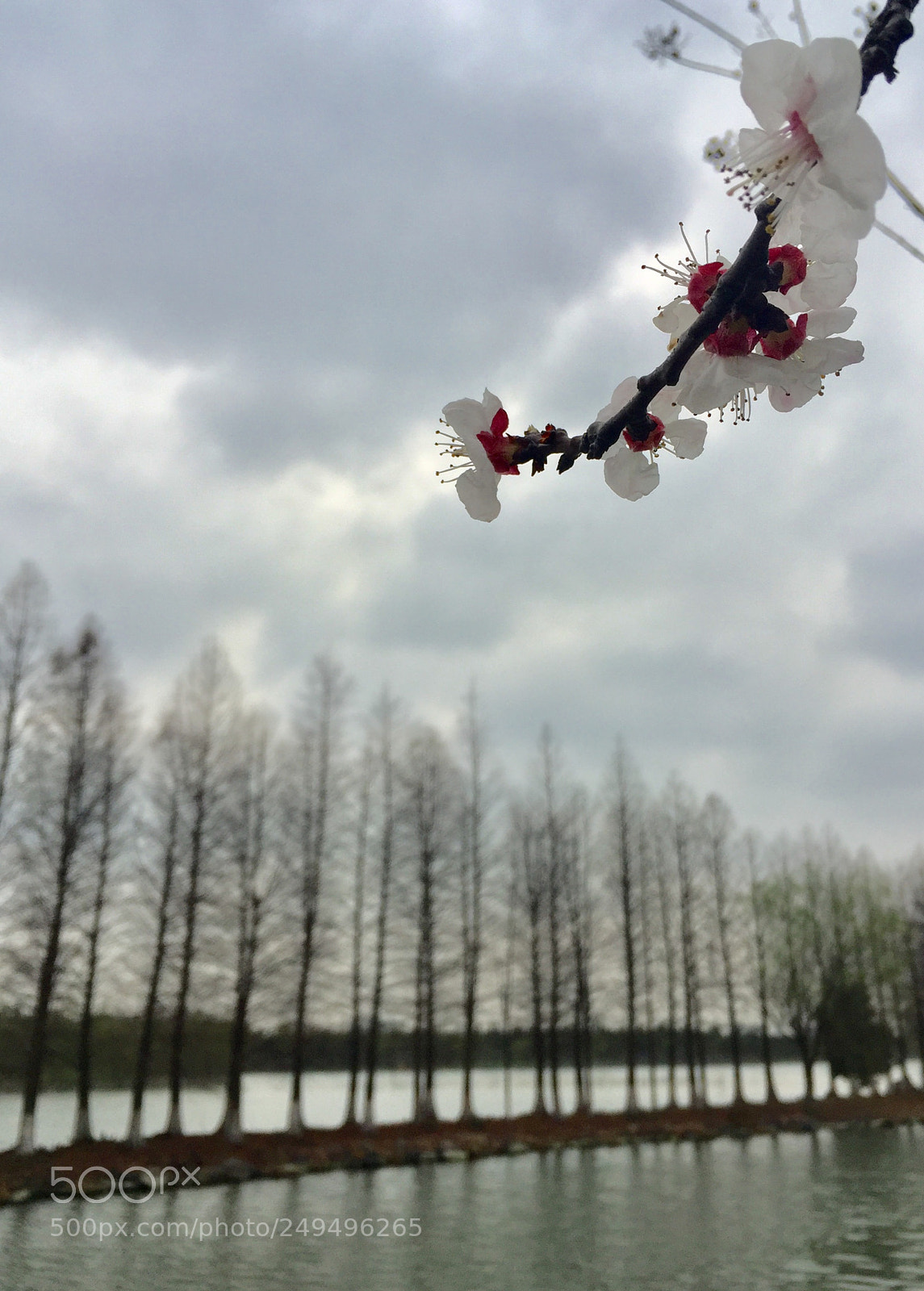 Apple iPhone 6 Plus sample photo. Untitled photography