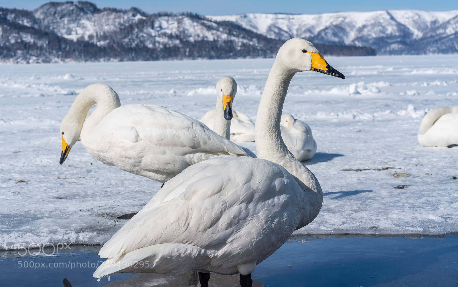 Sony a7R III sample photo. Swan on ice photography