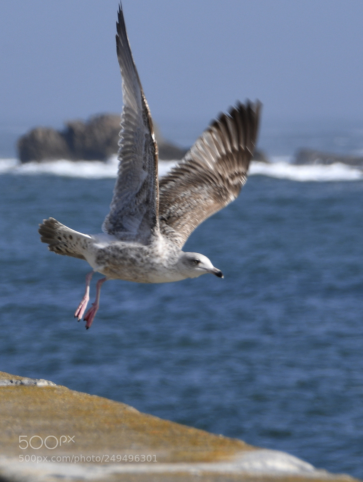 Nikon D7500 sample photo. Fly me to the photography