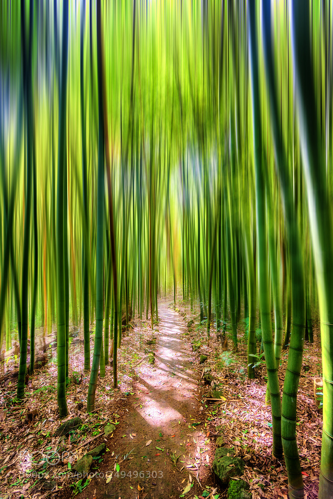 Nikon D610 sample photo. Magic path! photography