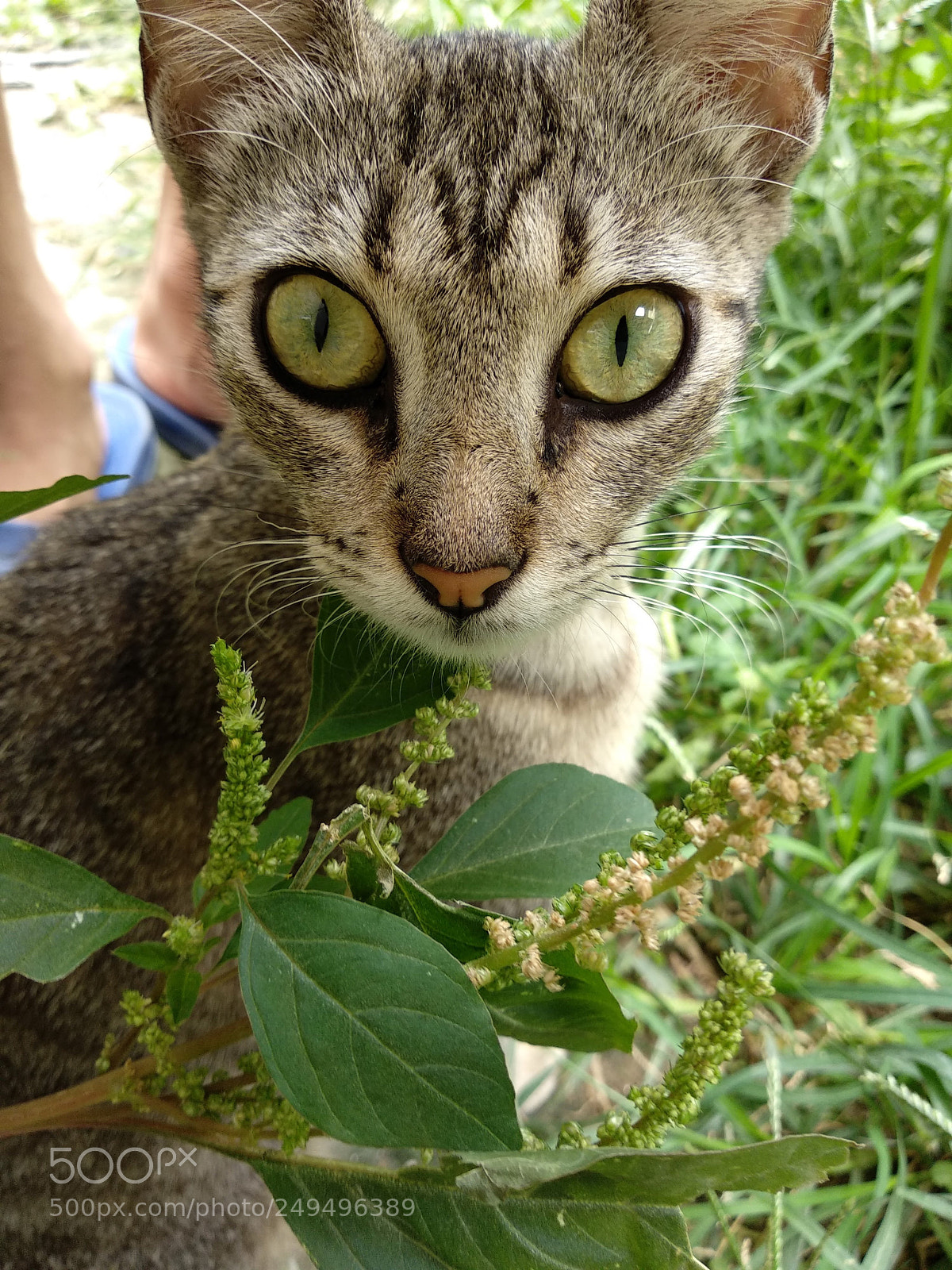 Xiaomi Mi A1 sample photo. My cat #2 photography