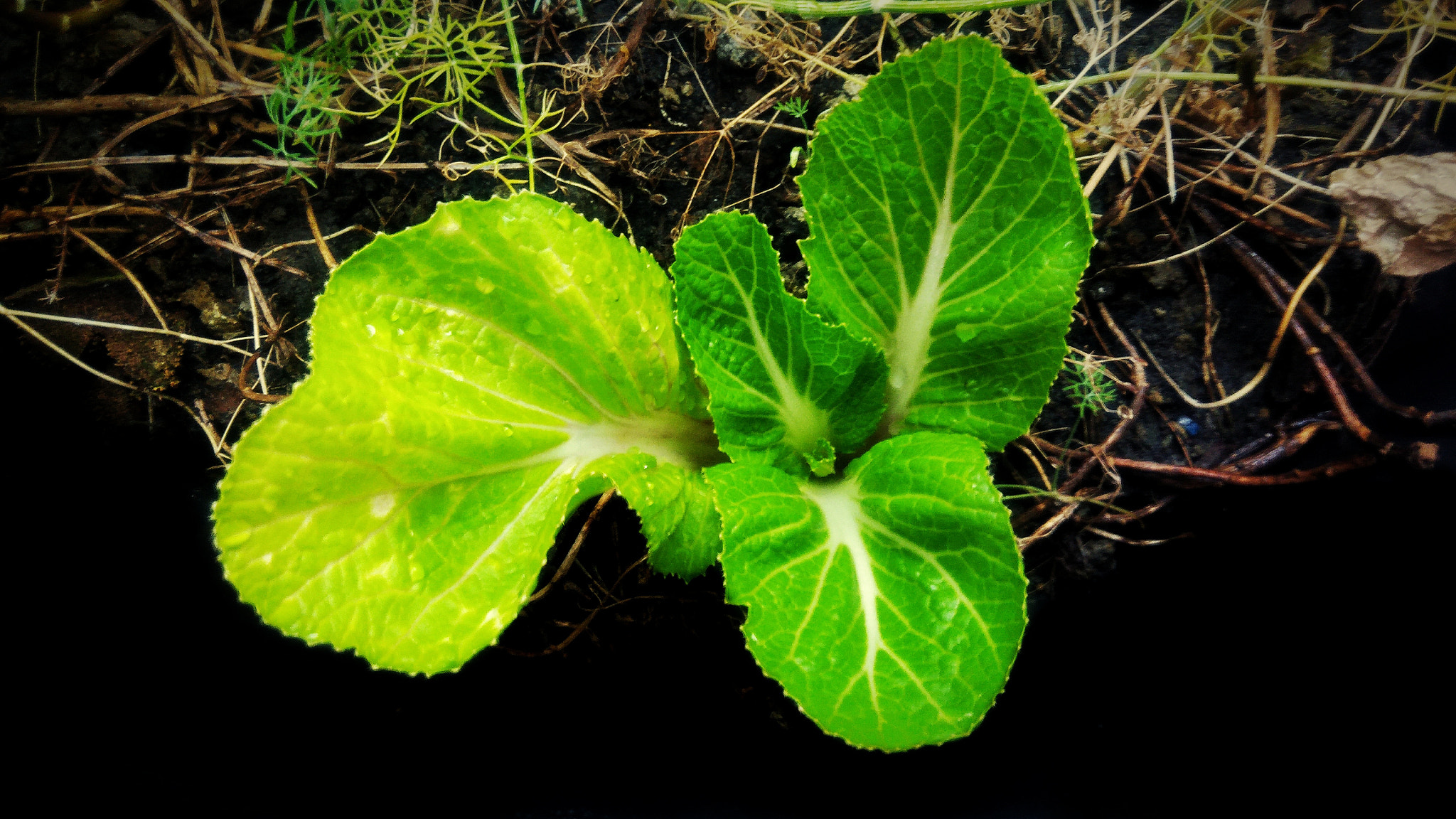 ASUS ZenFone 3 Max (ZC553KL) sample photo. Fresh cabbage photography