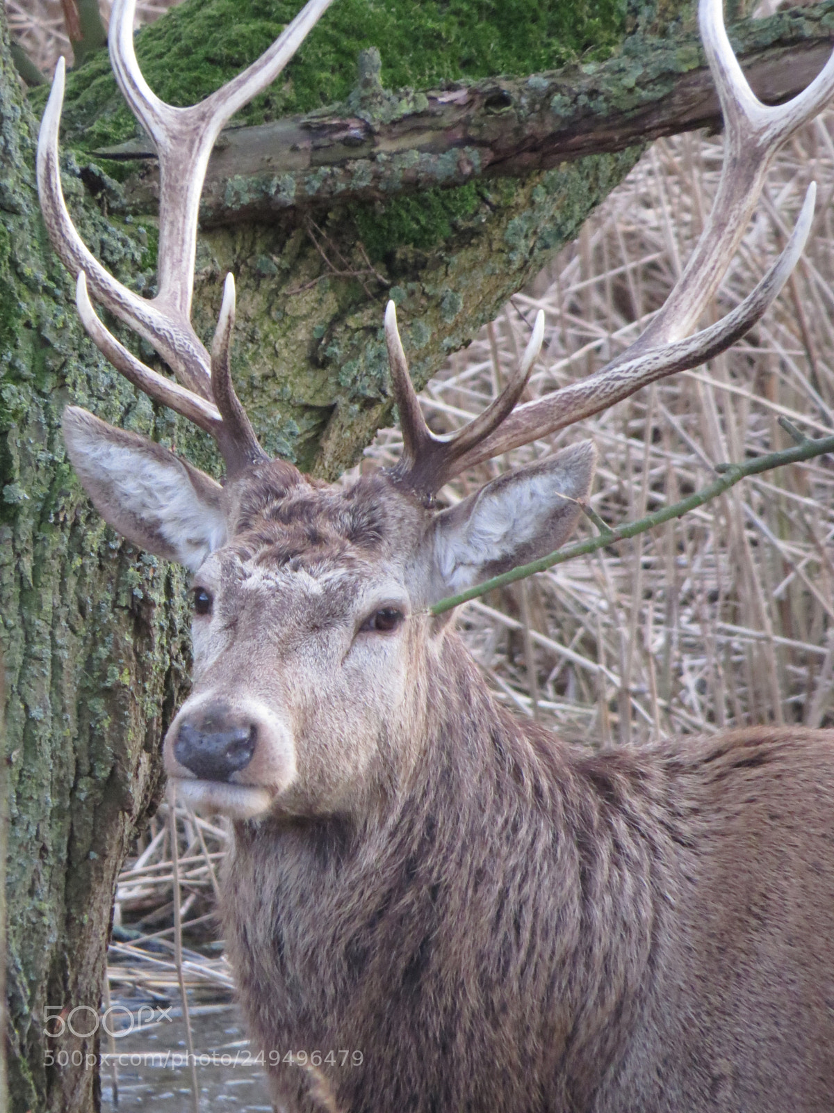 Canon PowerShot SX50 HS sample photo. Img photography