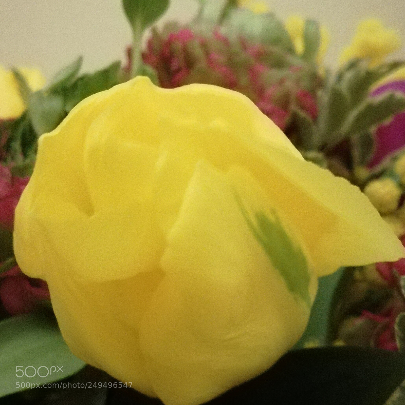 HUAWEI P9 LITE sample photo. Yellow rose photography