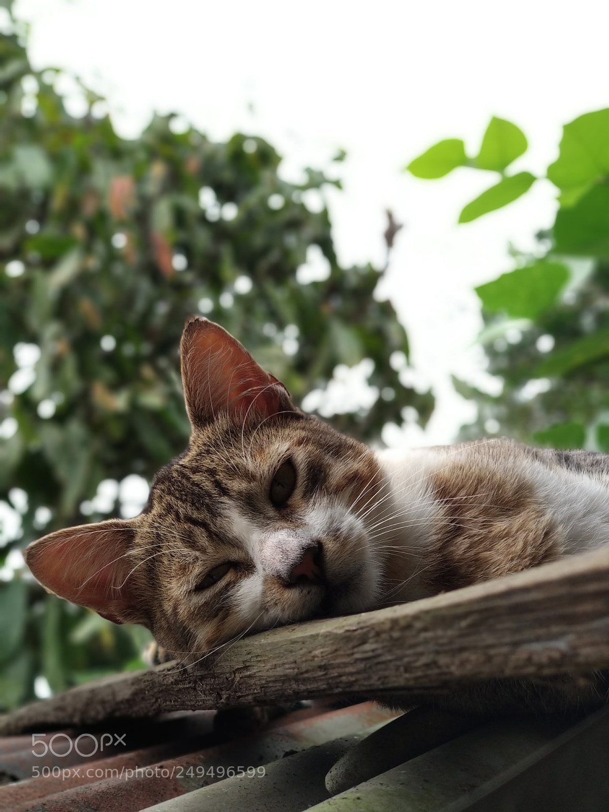 Xiaomi Mi A1 sample photo. My cat #3 photography