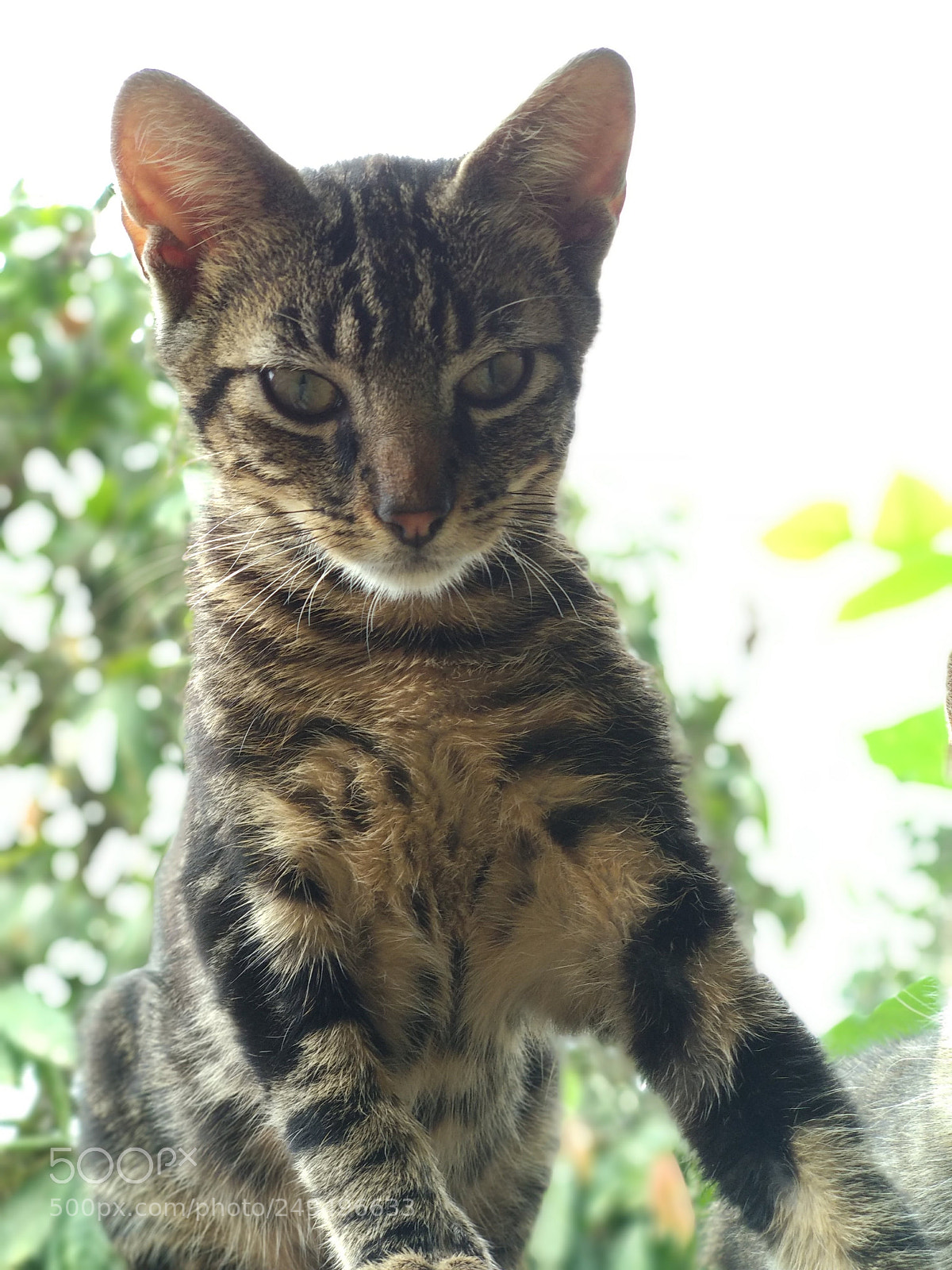 Xiaomi Mi A1 sample photo. My cat #4 photography