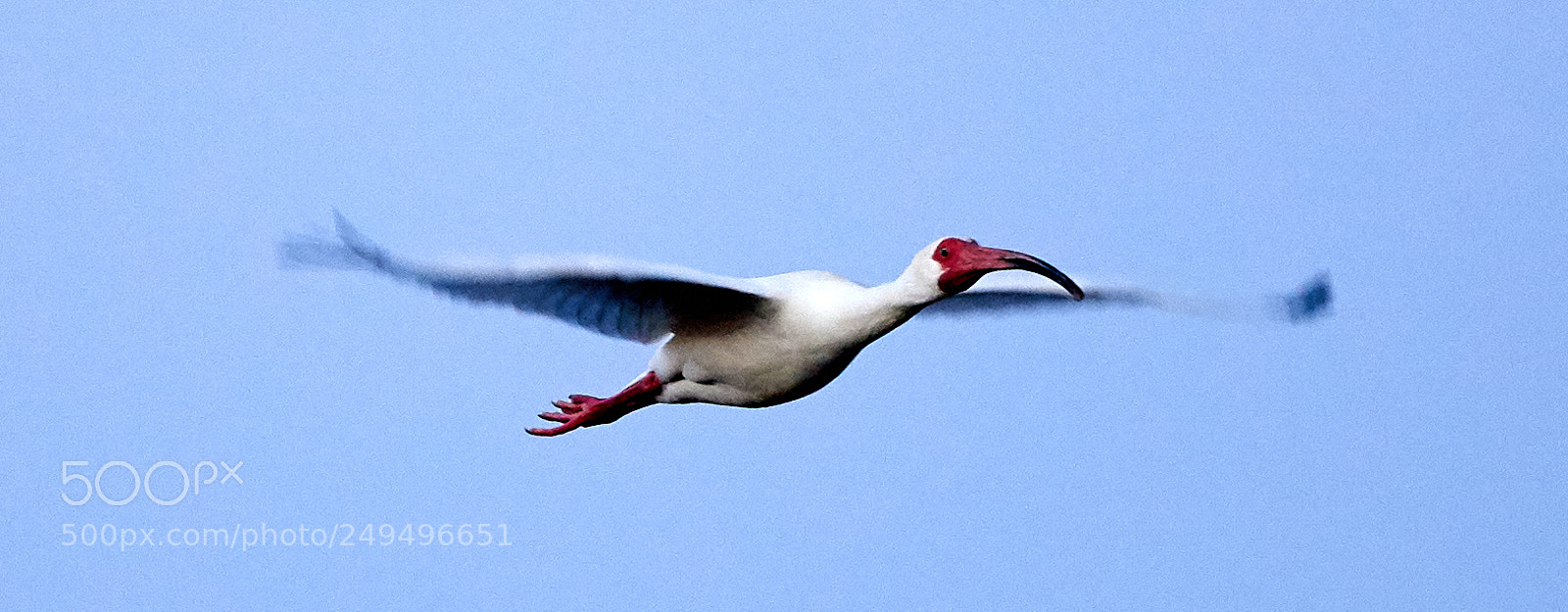 Canon EOS-1D X Mark II sample photo. 03-16-18-0008095.jpg photography