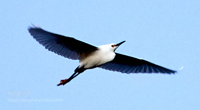 Canon EOS-1D X Mark II sample photo. 03-16-18-0008090.jpg photography