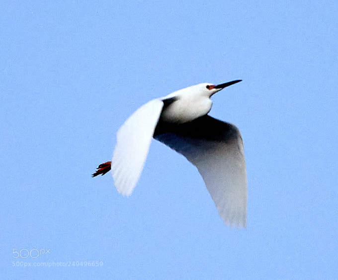 Canon EOS-1D X Mark II sample photo. 03-16-18-0008088.jpg photography
