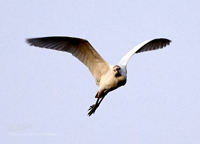 Canon EOS-1D X Mark II sample photo. 03-16-18-0008070.jpg photography