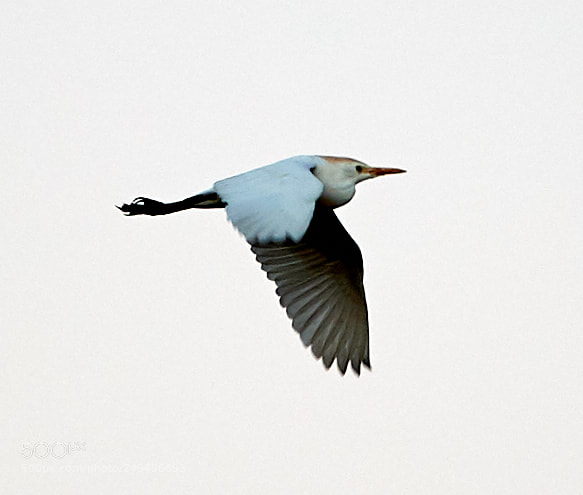 Canon EOS-1D X Mark II sample photo. 03-16-18-0008036.jpg photography