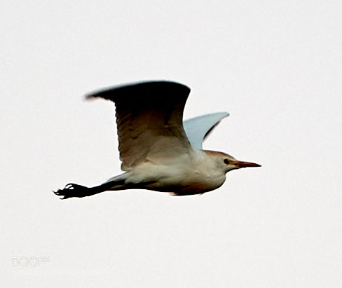 Canon EOS-1D X Mark II sample photo. 03-16-18-0008033.jpg photography