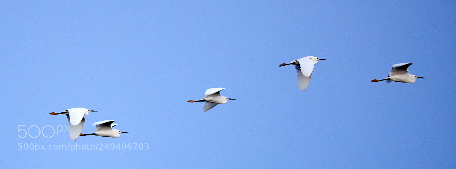 Canon EOS-1D X Mark II sample photo. 03-16-18-0008109.jpg photography