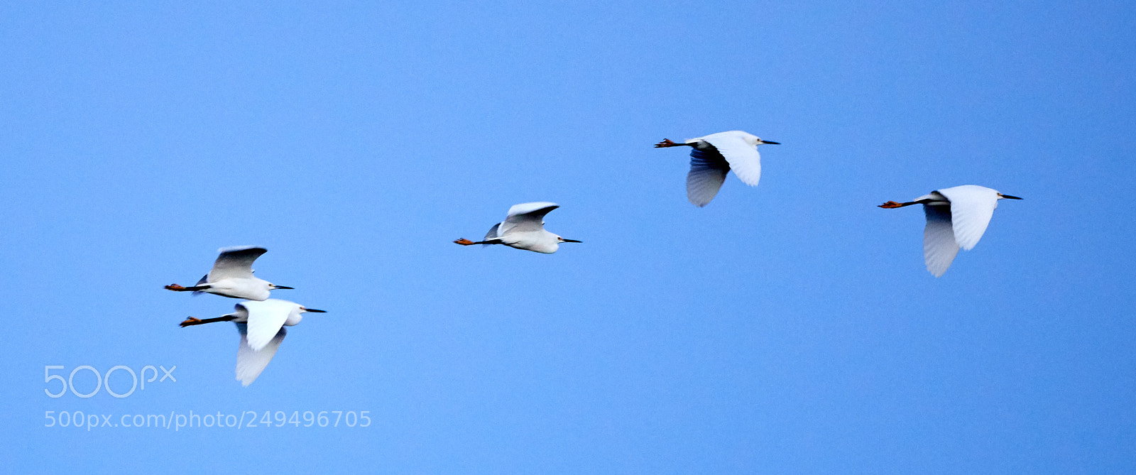 Canon EOS-1D X Mark II sample photo. 03-16-18-0008108.jpg photography