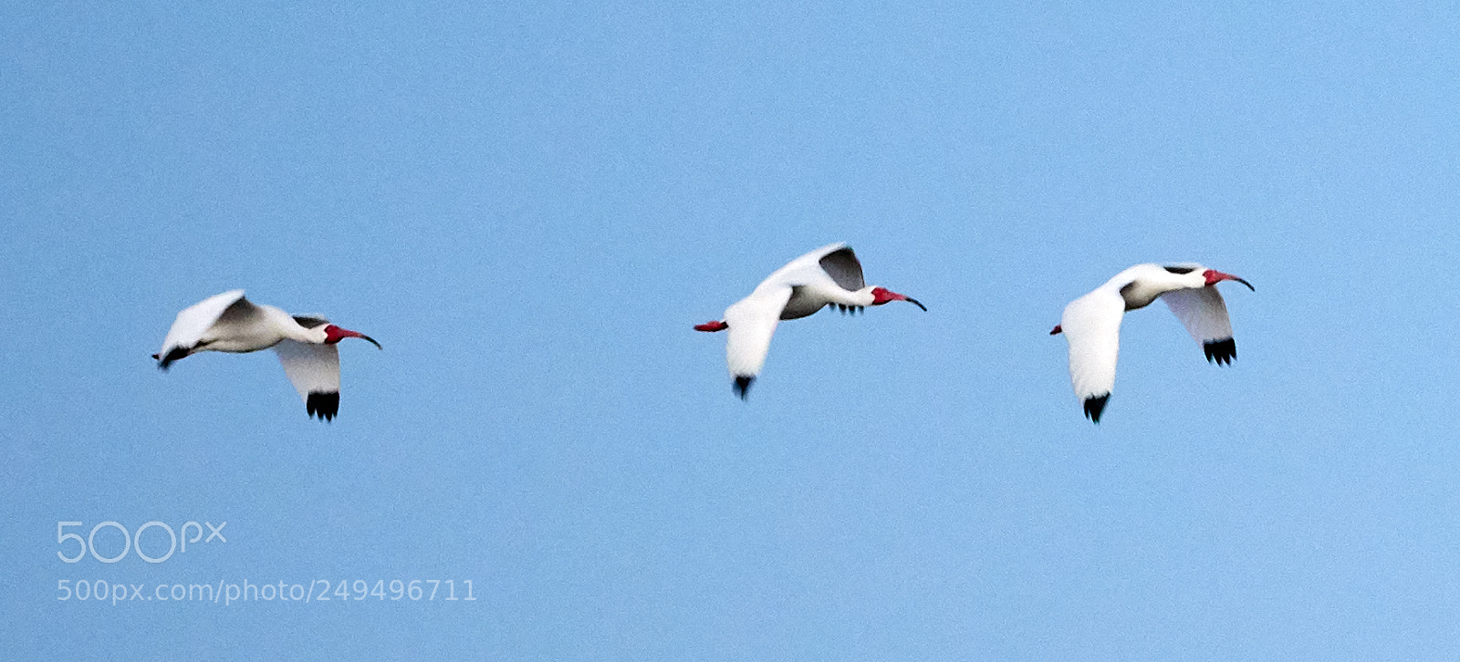 Canon EOS-1D X Mark II sample photo. 03-16-18-0008099.jpg photography