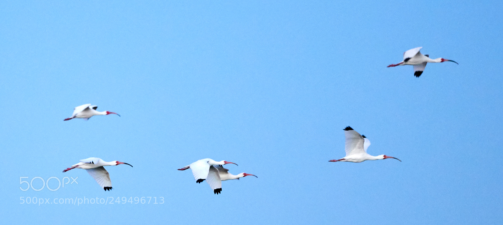 Canon EOS-1D X Mark II sample photo. 03-16-18-0008098.jpg photography