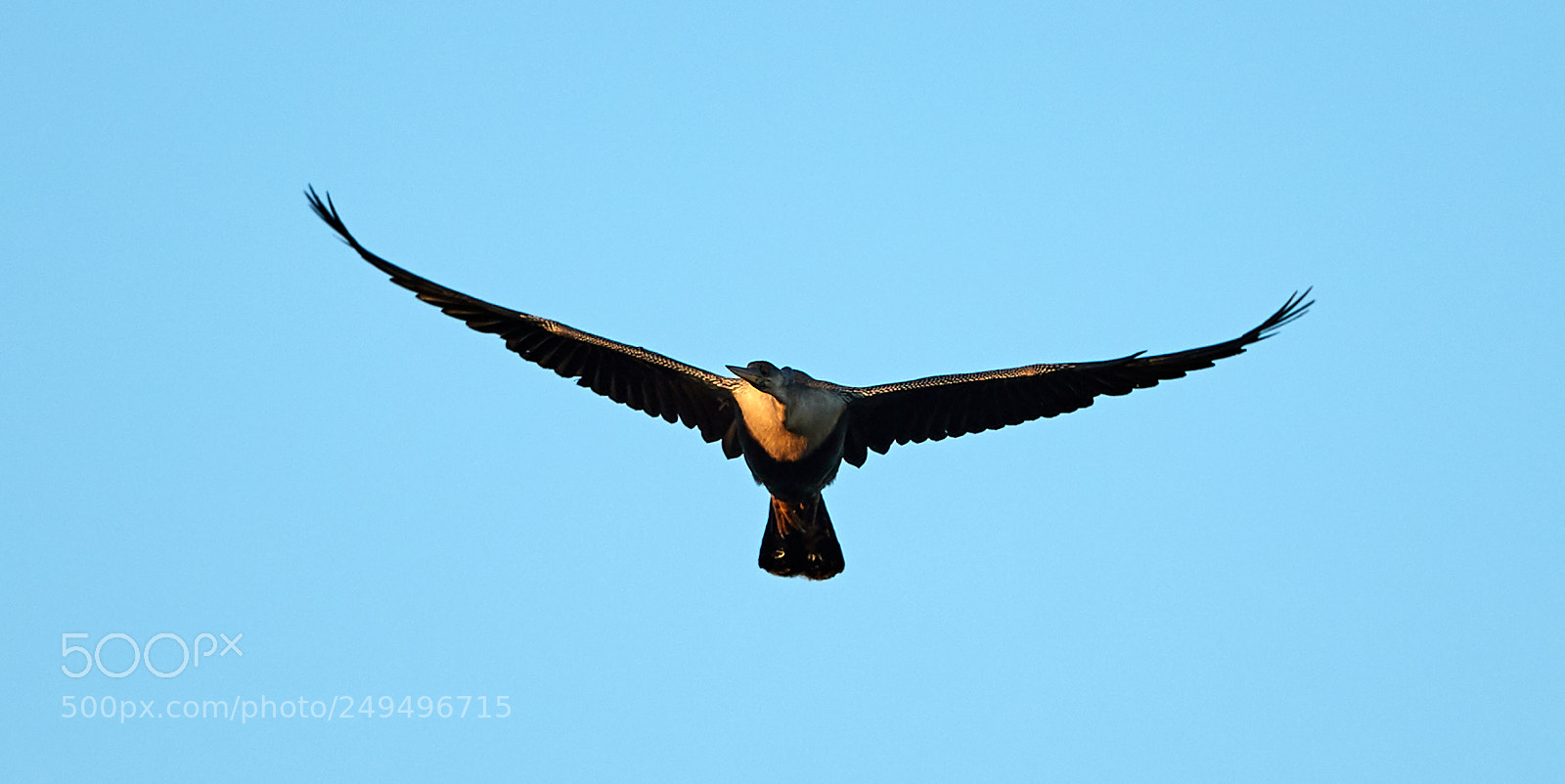 Canon EOS-1D X Mark II sample photo. 03-16-18-0007689.jpg photography