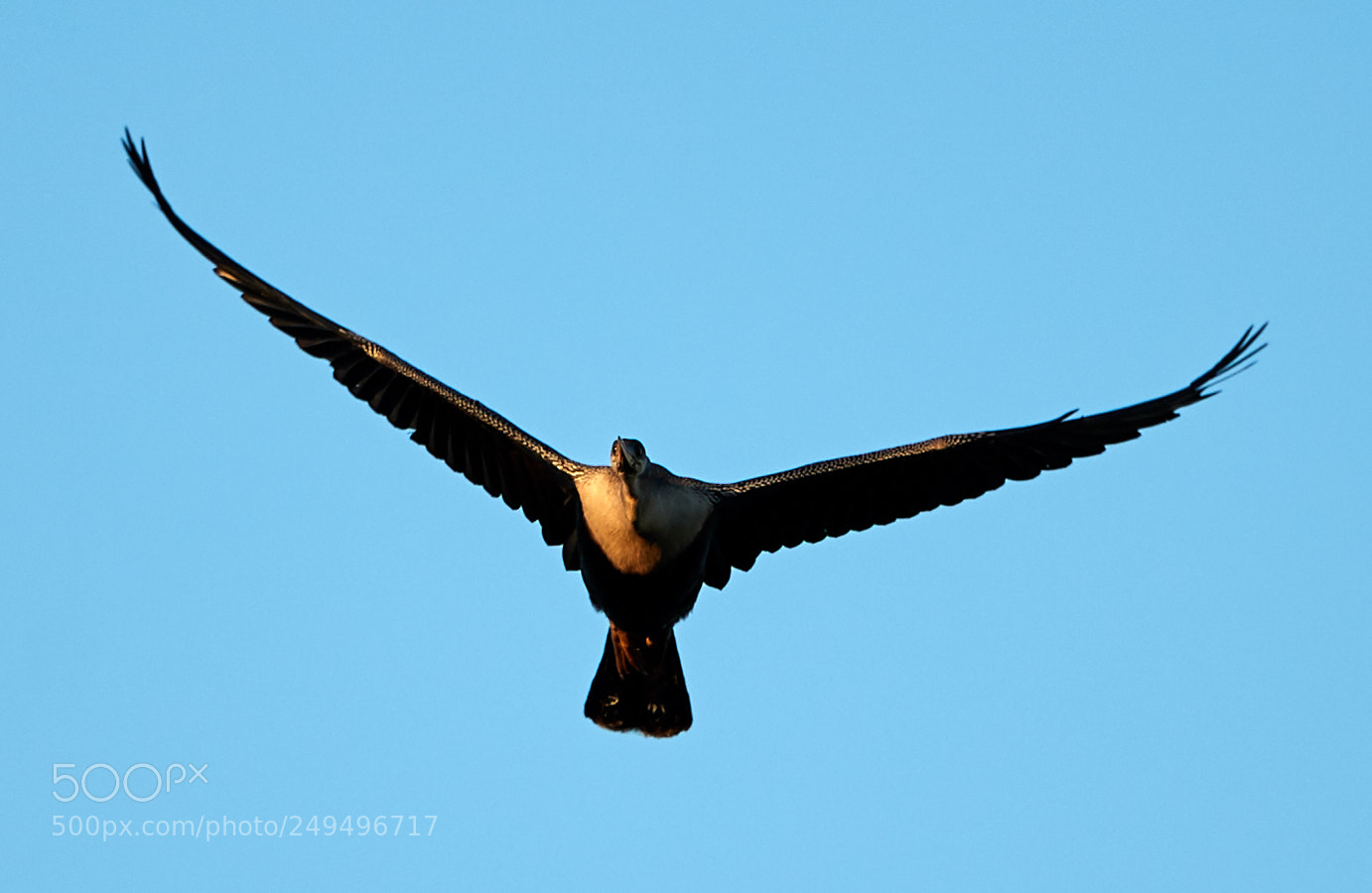 Canon EOS-1D X Mark II sample photo. 03-16-18-0007687.jpg photography