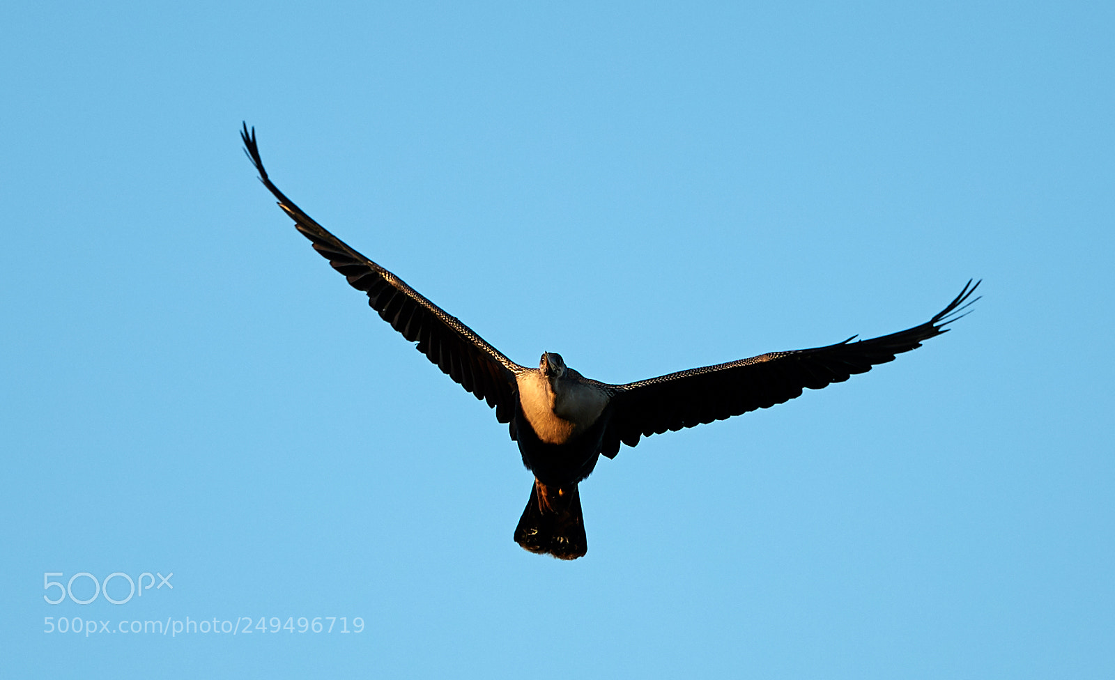 Canon EOS-1D X Mark II sample photo. 03-16-18-0007686.jpg photography