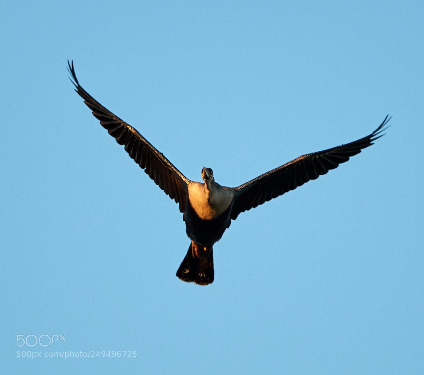 Canon EOS-1D X Mark II sample photo. 03-16-18-0007684.jpg photography