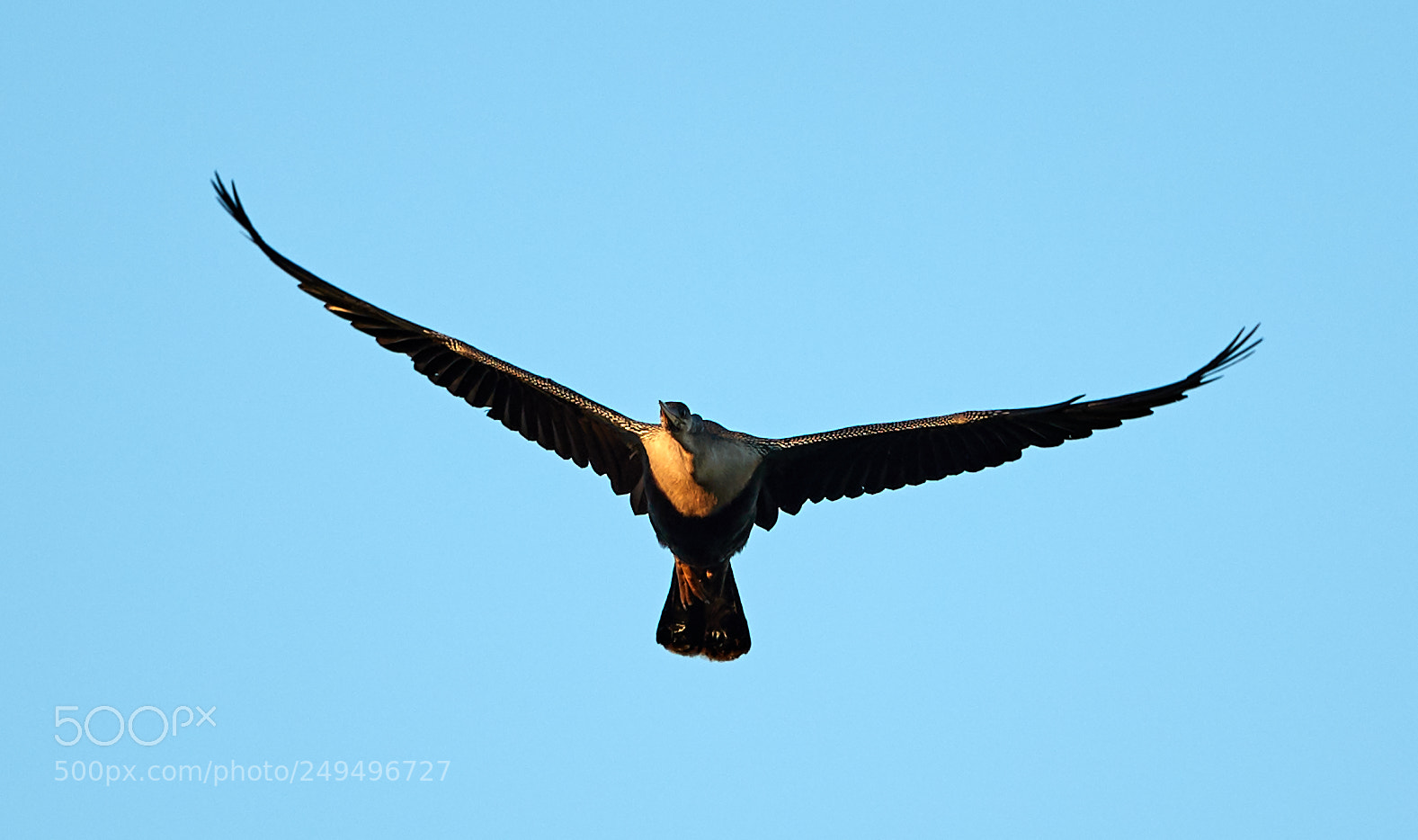 Canon EOS-1D X Mark II sample photo. 03-16-18-0007688.jpg photography