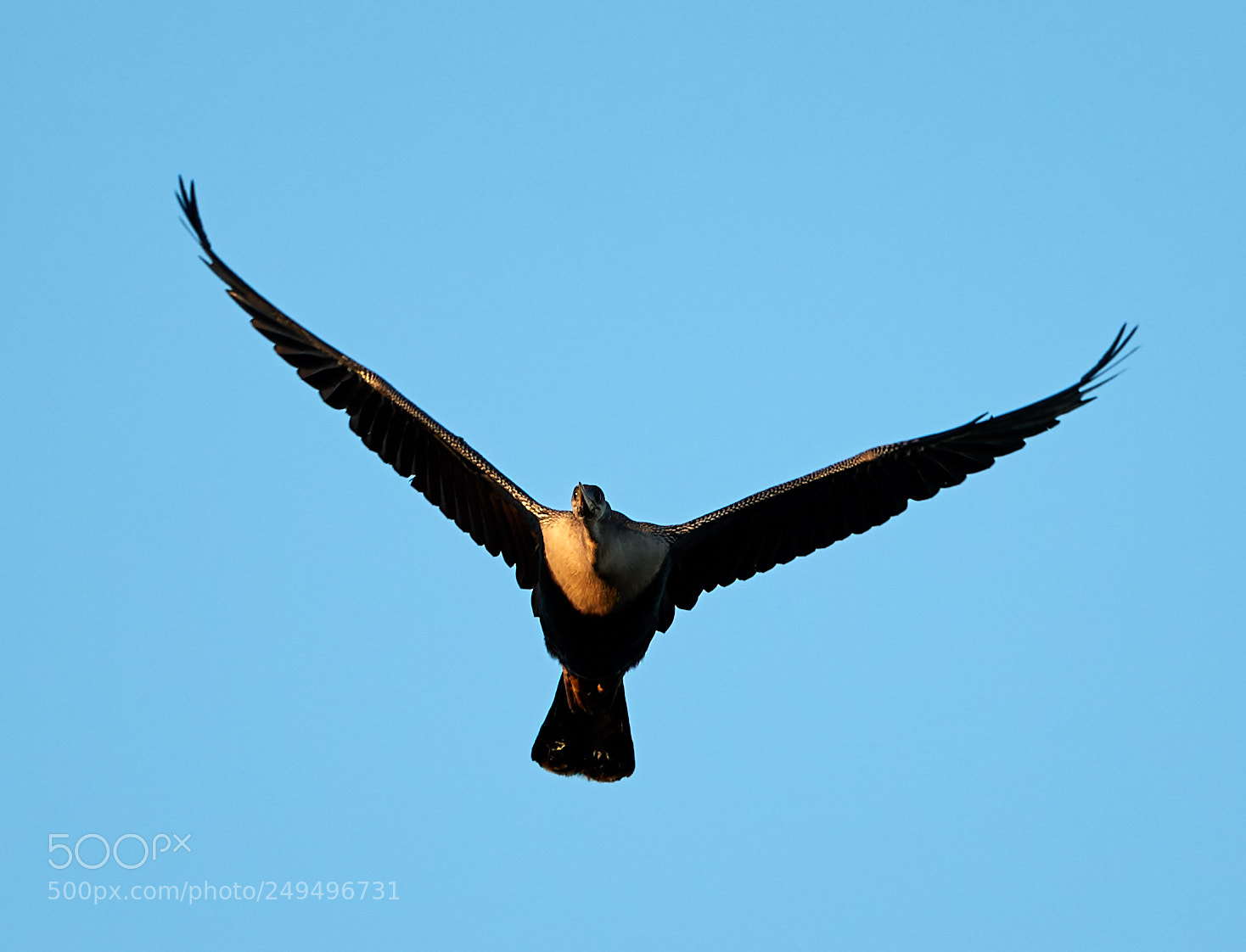 Canon EOS-1D X Mark II sample photo. 03-16-18-0007685.jpg photography
