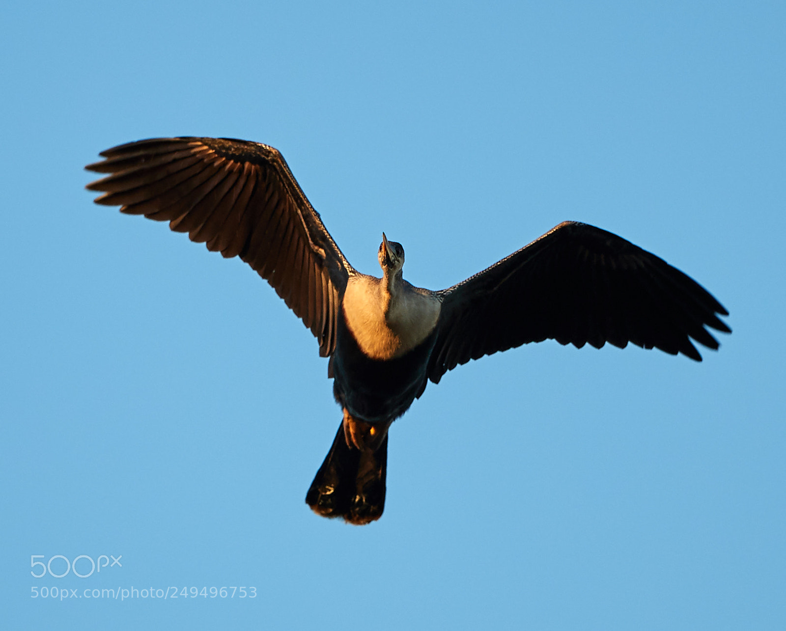 Canon EOS-1D X Mark II sample photo. 03-16-18-0007680.jpg photography
