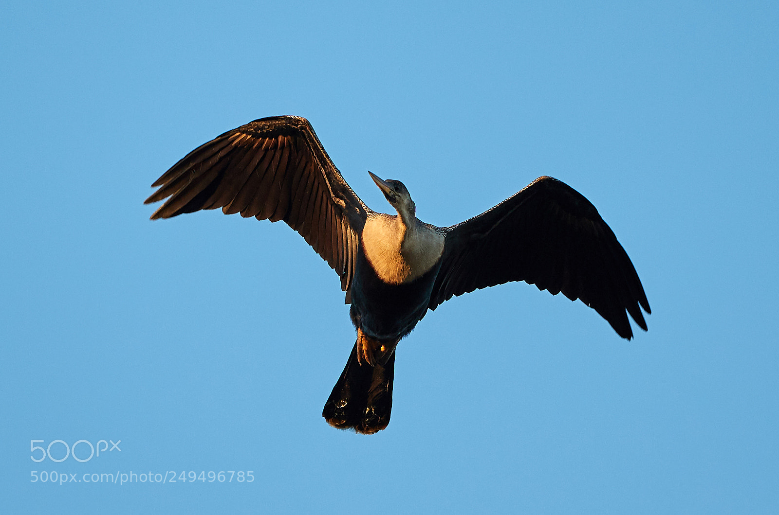 Canon EOS-1D X Mark II sample photo. 03-16-18-0007679.jpg photography