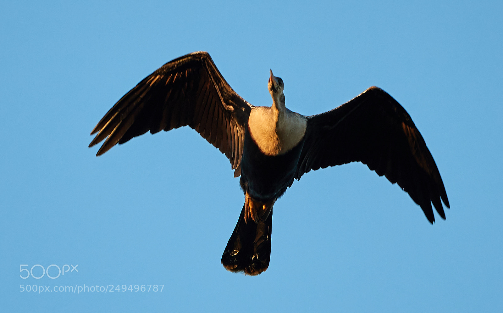Canon EOS-1D X Mark II sample photo. 03-16-18-0007678.jpg photography
