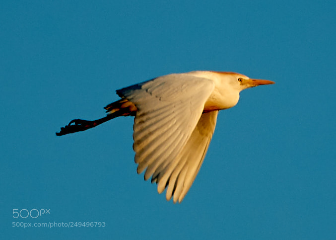 Canon EOS-1D X Mark II sample photo. 03-16-18-0007674.jpg photography
