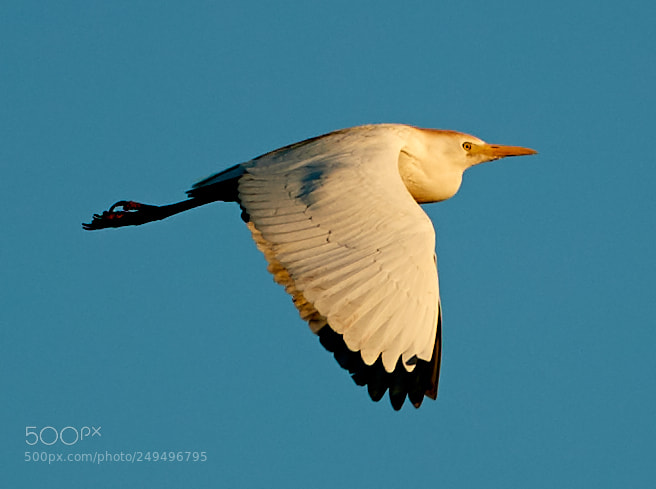 Canon EOS-1D X Mark II sample photo. 03-16-18-0007673.jpg photography