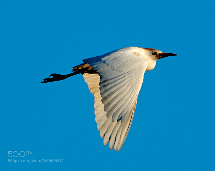 Canon EOS-1D X Mark II sample photo. 03-16-18-0007672.jpg photography
