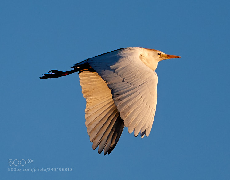 Canon EOS-1D X Mark II sample photo. 03-16-18-0007671.jpg photography