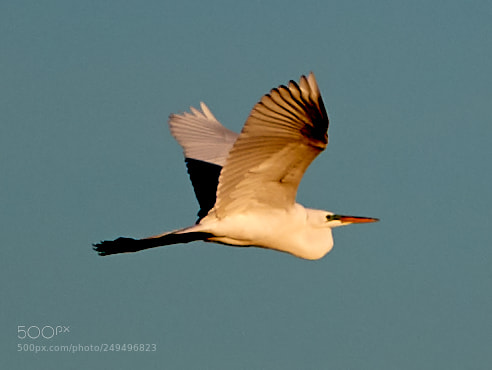 Canon EOS-1D X Mark II sample photo. 03-16-18-0007664.jpg photography
