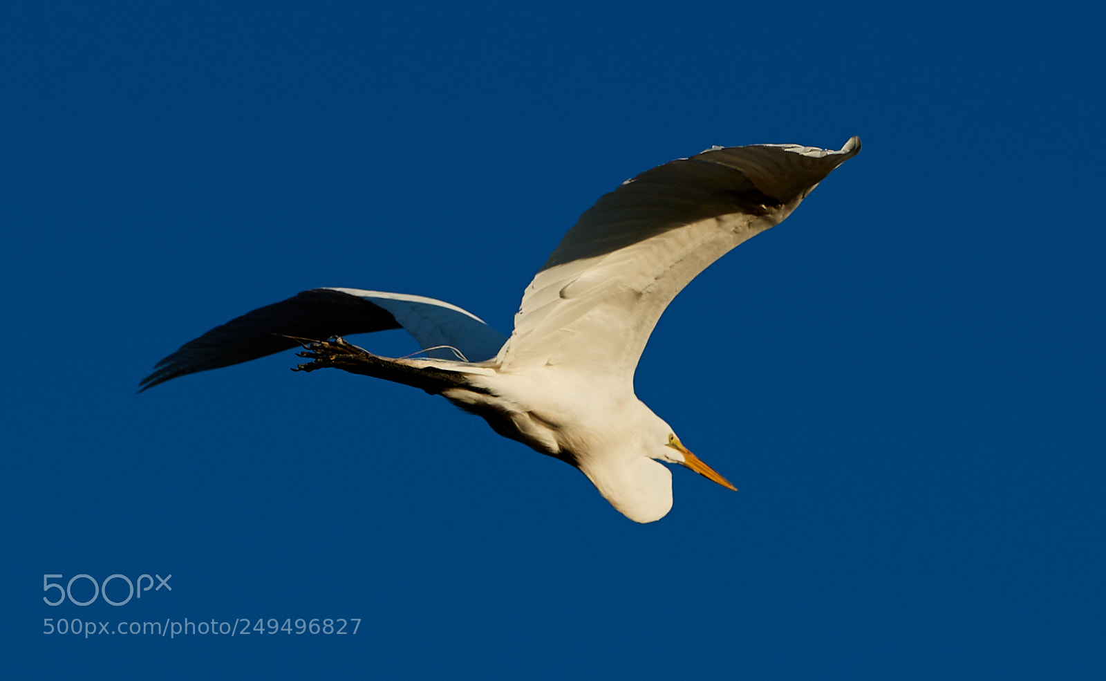 Canon EOS-1D X Mark II sample photo. 03-16-18-0007651.jpg photography