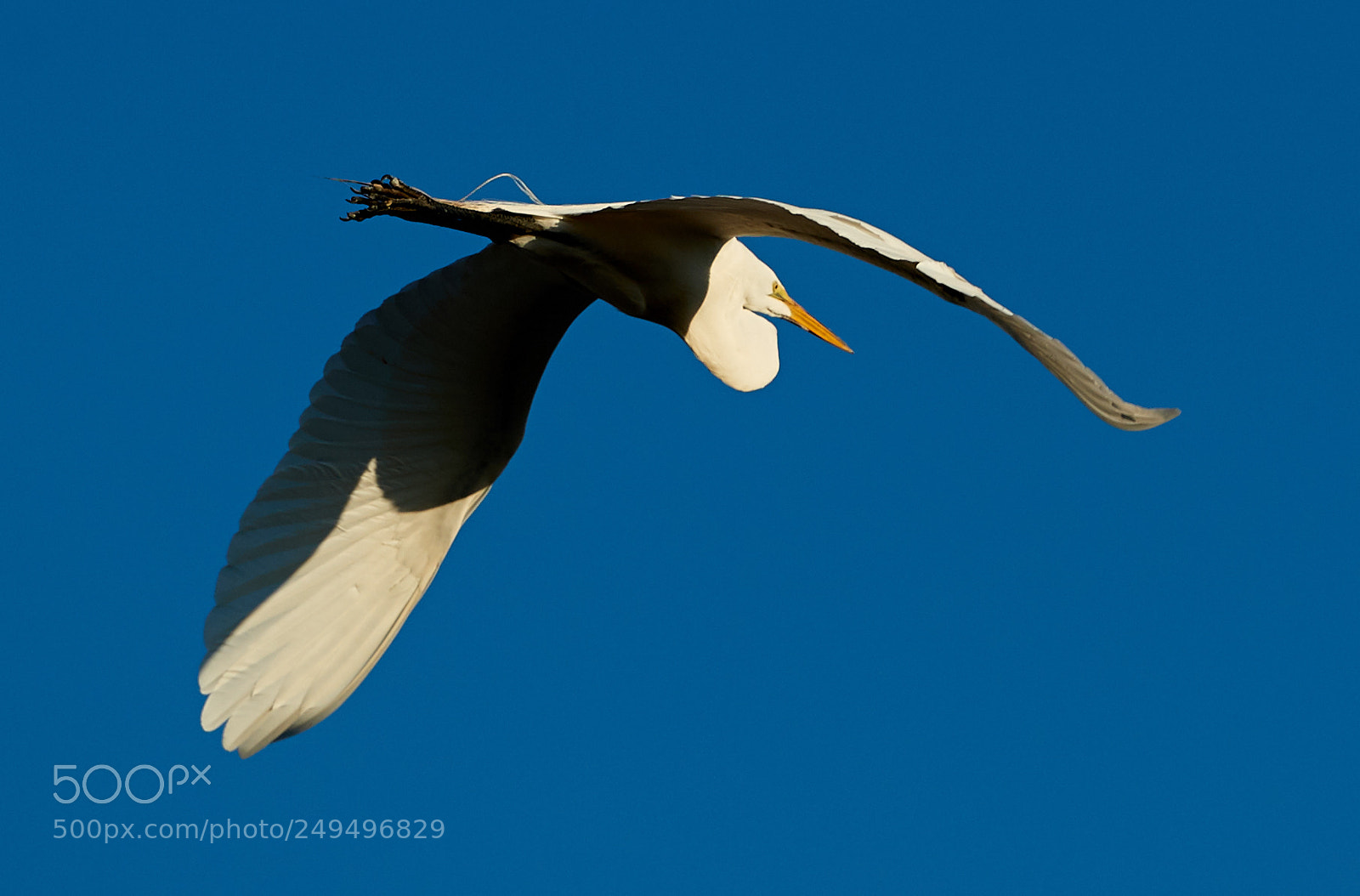 Canon EOS-1D X Mark II sample photo. 03-16-18-0007650.jpg photography